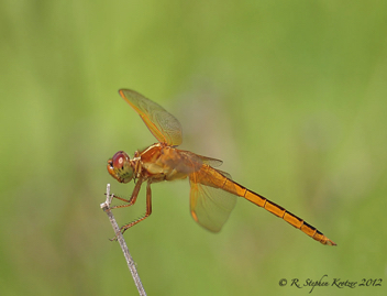 Libellula needhami, male